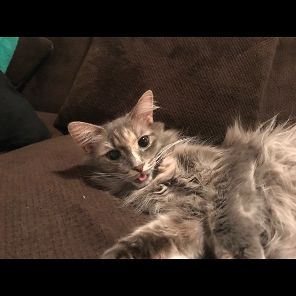 Meet your Posher, Renee - Picture 9 of 16